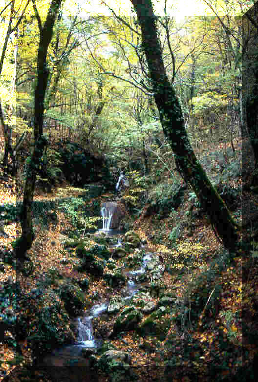  Image name: carpino3.jpg 
 width: 528 pixel 
 height: 782 pixel 
 Size: 101200 bytes 
 Click to enlarge 